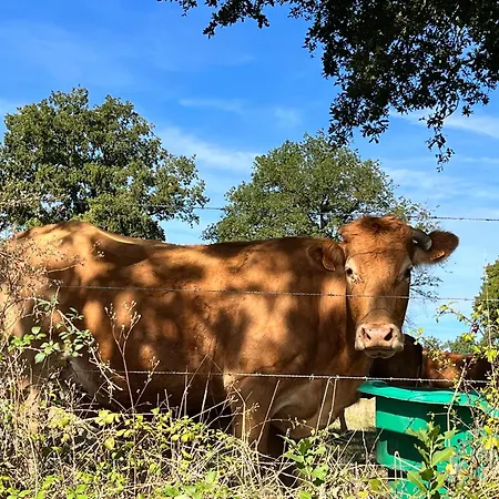 A L'ombre Des Magnolias *