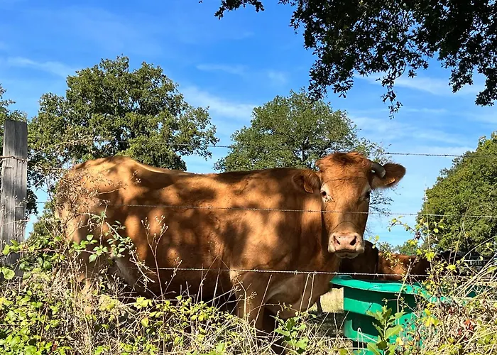 A L'ombre Des Magnolias *